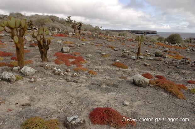 île de South Paza (Galapagos)