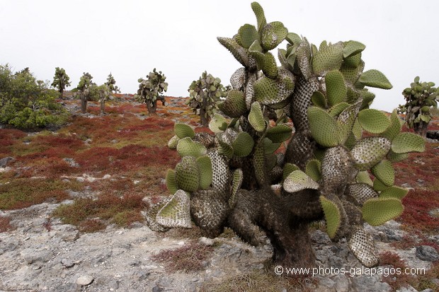 cactus géants (Opuntia Cactaceae)  - île de South Paza (Galapagos)