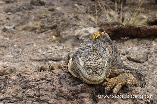 Iguane terrestre sur l'île de south plaza - Galapagos 