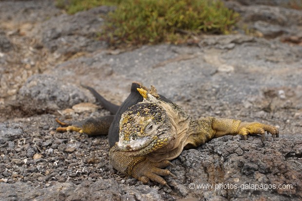 Iguane terrestre sur l'île de south plaza - Galapagos 