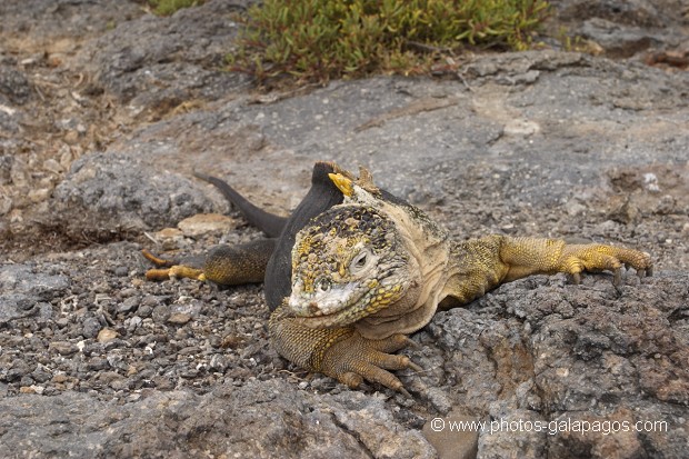 Iguane terrestre sur l'île de south plaza - Galapagos 