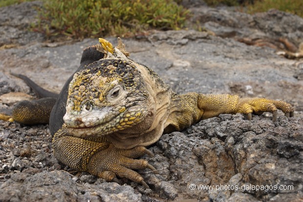 Iguane terrestre sur l'île de south plaza - Galapagos 