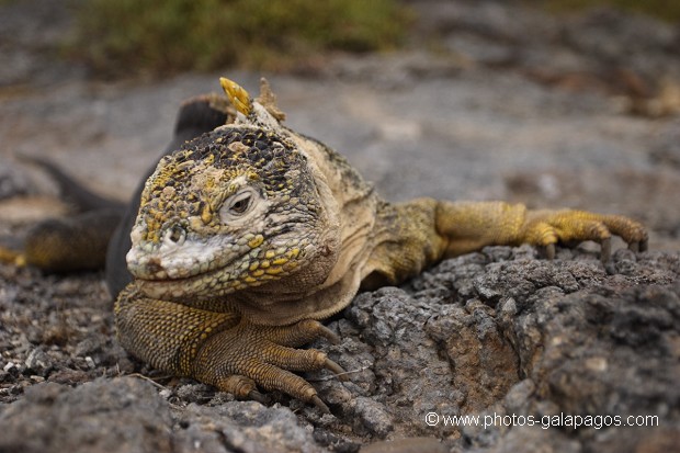Iguane terrestre sur l'île de south plaza - Galapagos 