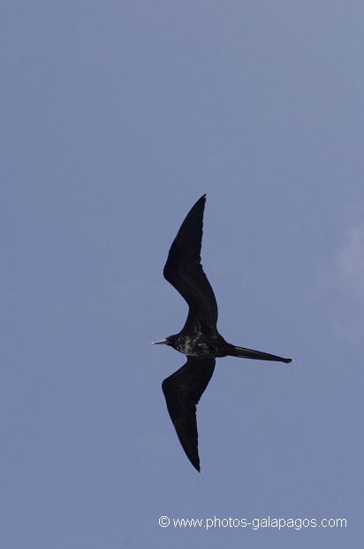 Frégate du Pacifique (Fregata minor)