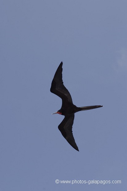 Frégate du Pacifique (Fregata minor)