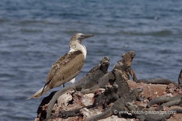 , Galapagos , Equateur , Parc National des Galapagos , Oiseau  , Parc National des Galapagos, Equateur  