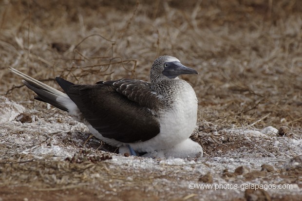 , Galapagos , Equateur , Parc National des Galapagos  , Parc National des Galapagos, Equateur  