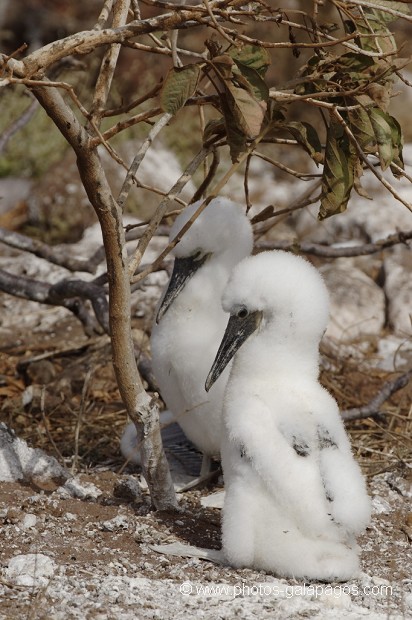 , Galapagos , Equateur , Parc National des Galapagos  , Parc National des Galapagos, Equateur  