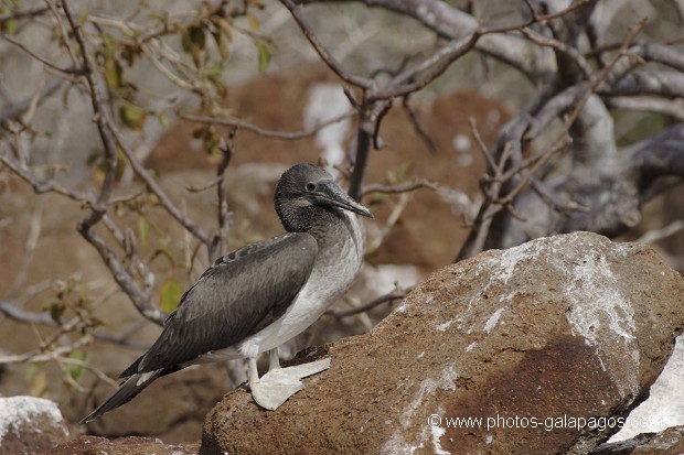 , Galapagos , Equateur , Parc National des Galapagos  , Parc National des Galapagos, Equateur  