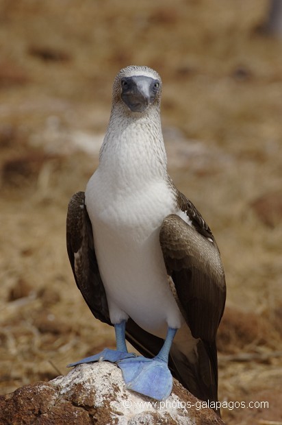, Galapagos , Equateur , Parc National des Galapagos  , Parc National des Galapagos, Equateur  