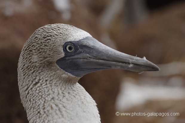 , Galapagos , Equateur , Parc National des Galapagos  , Parc National des Galapagos, Equateur  