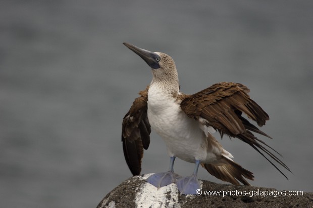 , Galapagos , Equateur , Parc National des Galapagos  , Parc National des Galapagos, Equateur  