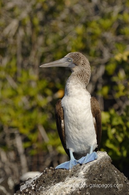 , Galapagos , Equateur , Parc National des Galapagos , Oiseau  , Parc National des Galapagos, Equateur  