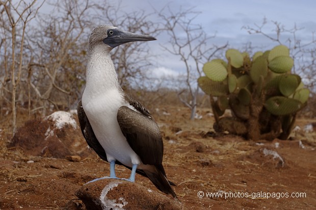 , Galapagos , Equateur , Parc National des Galapagos , Oiseau  , Parc National des Galapagos, Equateur  