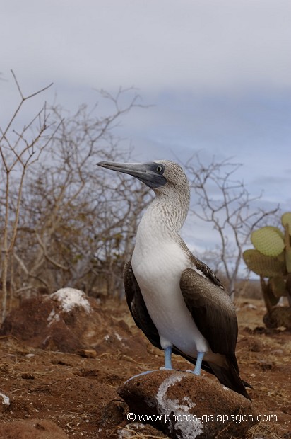 , Galapagos , Equateur , Parc National des Galapagos , Oiseau  , Parc National des Galapagos, Equateur  