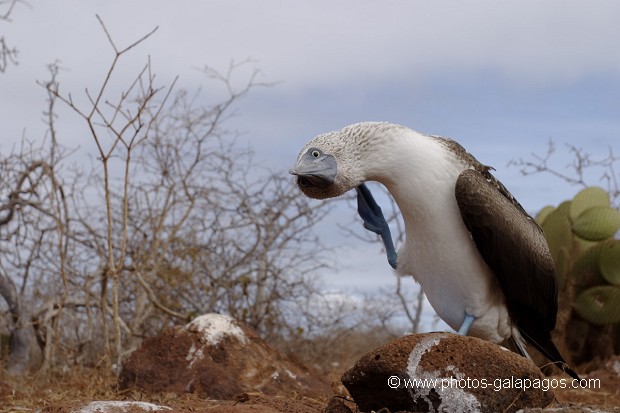 , Galapagos , Equateur , Parc National des Galapagos , Oiseau  , Parc National des Galapagos, Equateur  