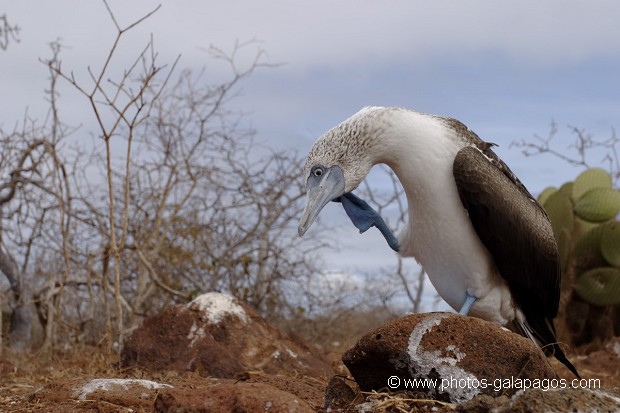 , Galapagos , Equateur , Parc National des Galapagos , Oiseau  , Parc National des Galapagos, Equateur  