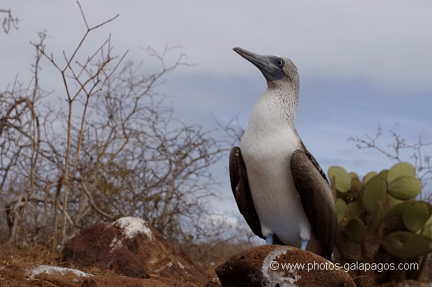 , Galapagos , Equateur , Parc National des Galapagos , Oiseau  , Parc National des Galapagos, Equateur  