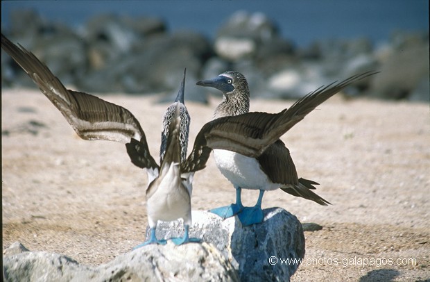  , Parc National des Galapagos, Equateur  