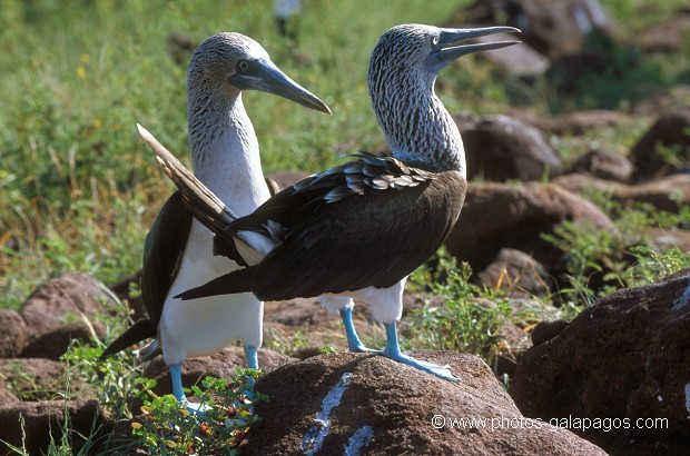  , Parc National des Galapagos, Equateur  