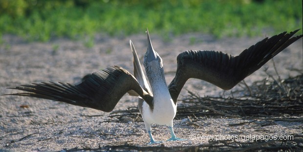  , Parc National des Galapagos, Equateur  