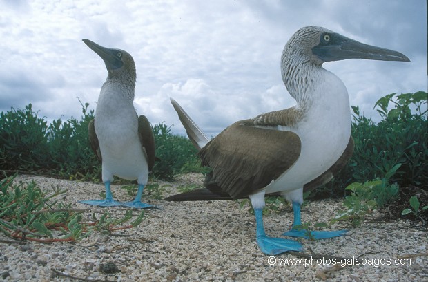  , Parc National des Galapagos, Equateur  