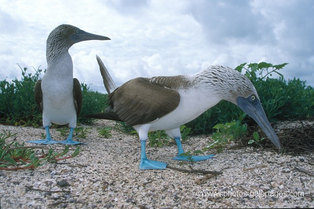  , Parc National des Galapagos, Equateur  