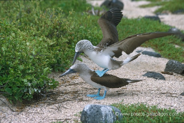  , Parc National des Galapagos, Equateur  