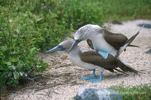  , Parc National des Galapagos, Equateur  