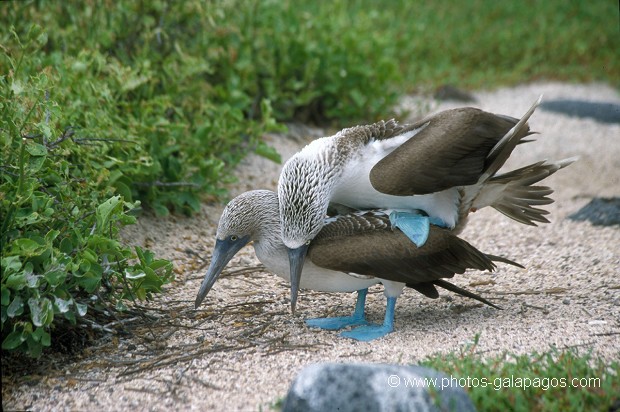  , Parc National des Galapagos, Equateur  