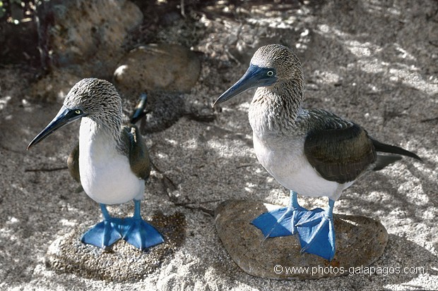  , Parc National des Galapagos, Equateur  