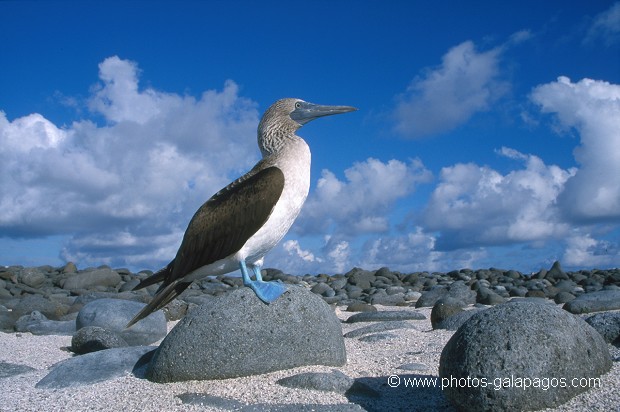  , Parc National des Galapagos, Equateur  