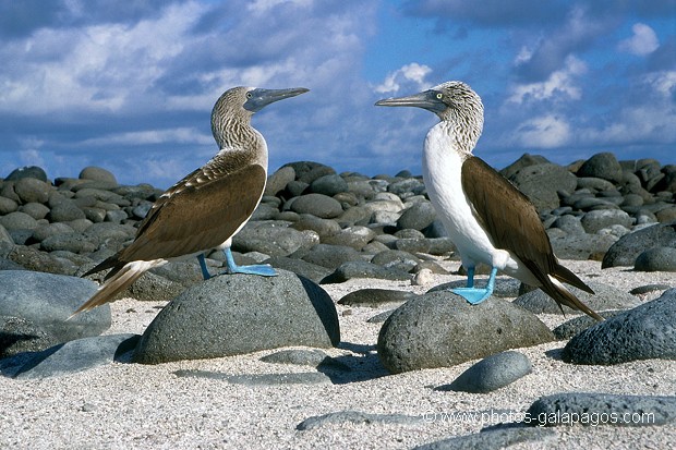  , Parc National des Galapagos, Equateur  