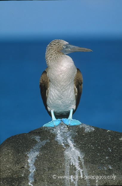  , Parc National des Galapagos, Equateur  