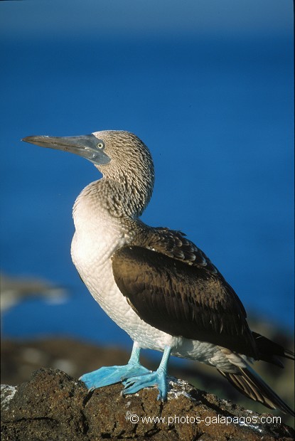  , Parc National des Galapagos, Equateur  