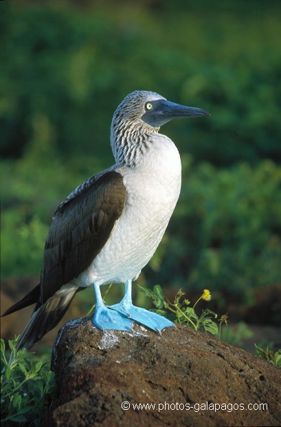  , Parc National des Galapagos, Equateur  