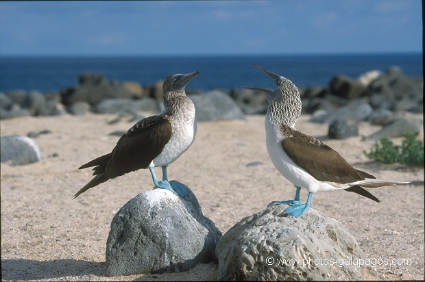  , Parc National des Galapagos, Equateur  