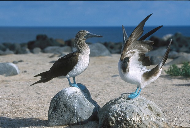  , Parc National des Galapagos, Equateur  