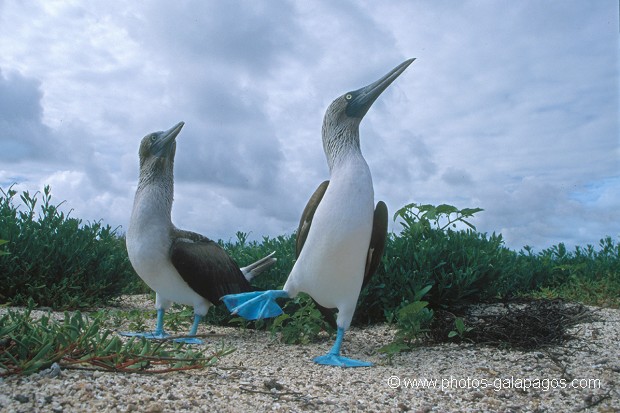  , Parc National des Galapagos, Equateur  