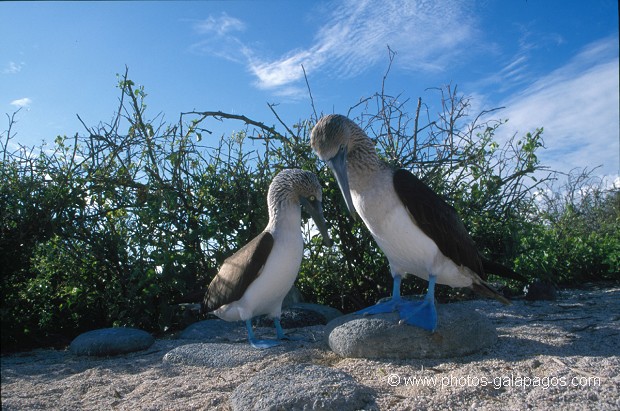  , Parc National des Galapagos, Equateur  