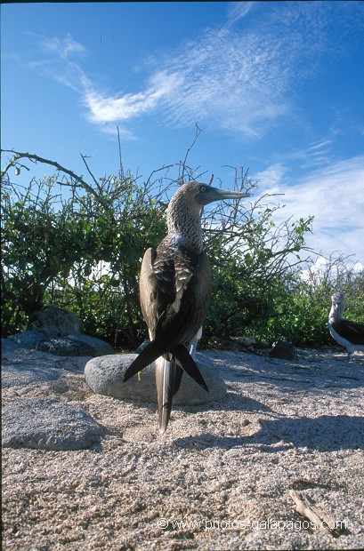  , Parc National des Galapagos, Equateur  