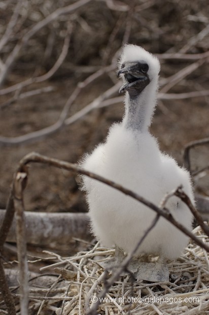 , Galapagos , Equateur , Parc National des Galapagos , Oiseau  , Parc National des Galapagos, Equateur  