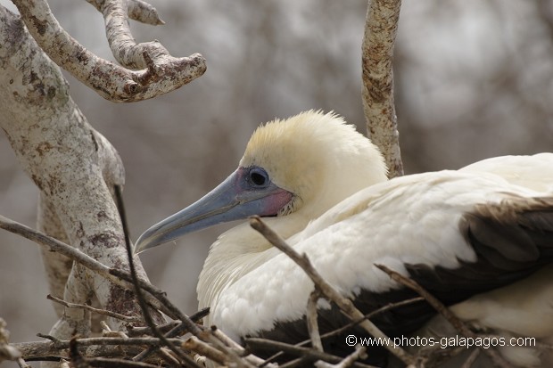 , Galapagos , Equateur , Parc National des Galapagos , Oiseau  , Parc National des Galapagos, Equateur  