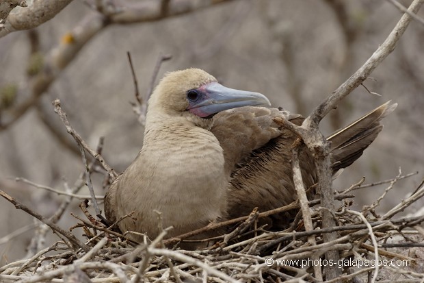 , Galapagos , Equateur , Parc National des Galapagos , Oiseau  , Parc National des Galapagos, Equateur  