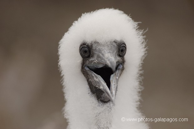 , Galapagos , Equateur , Parc National des Galapagos , Oiseau , jeune  , Parc National des Galapagos, Equateur  