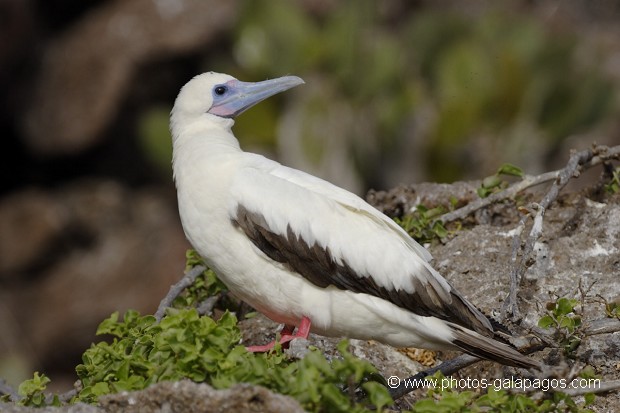 , Galapagos , Equateur , Parc National des Galapagos , Oiseau  , Parc National des Galapagos, Equateur  