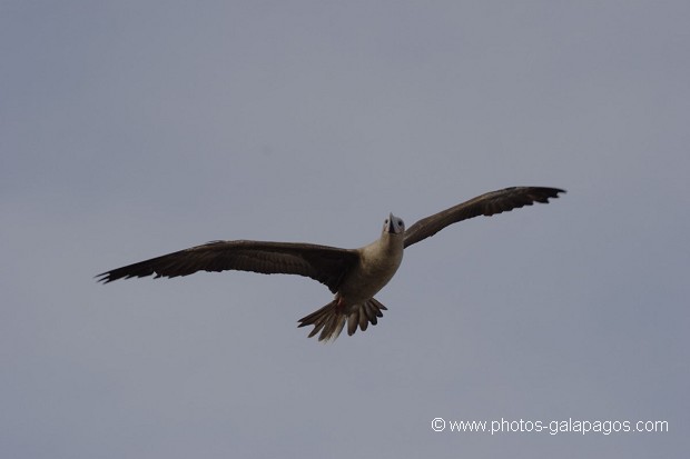 , Galapagos , Equateur , Parc National des Galapagos , Oiseau , En vol  , Parc National des Galapagos, Equateur  