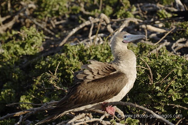 , Galapagos , Equateur , Parc National des Galapagos , Oiseau  , Parc National des Galapagos, Equateur  