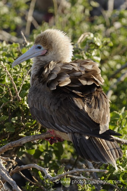 , Galapagos , Equateur , Parc National des Galapagos , Oiseau  , Parc National des Galapagos, Equateur  