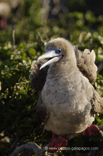 , Galapagos , Equateur , Parc National des Galapagos , Oiseau  , Parc National des Galapagos, Equateur  